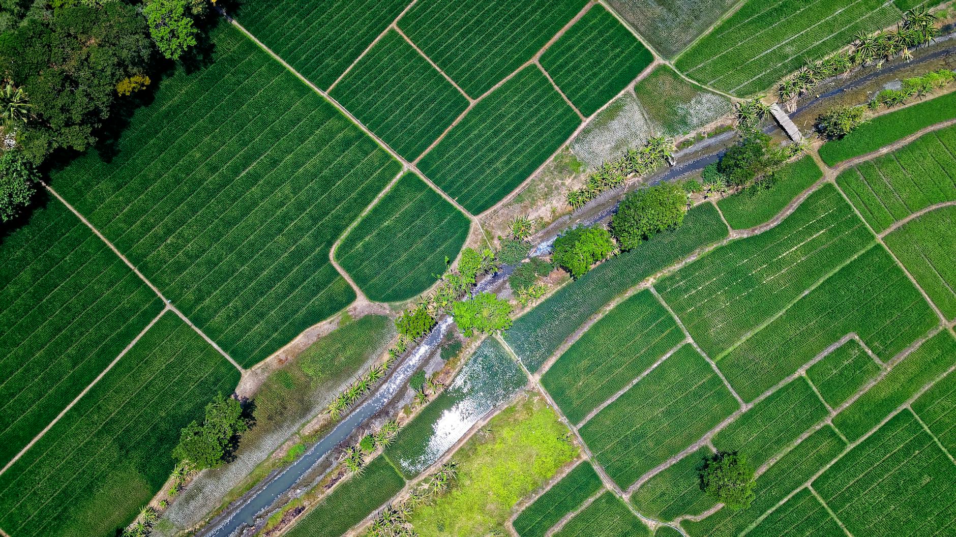 Uslugi dronem dla rolników, nasze drony ogarną twój ogród, zasieją pole, posadzą kukurydzę lub zasieją żyto.