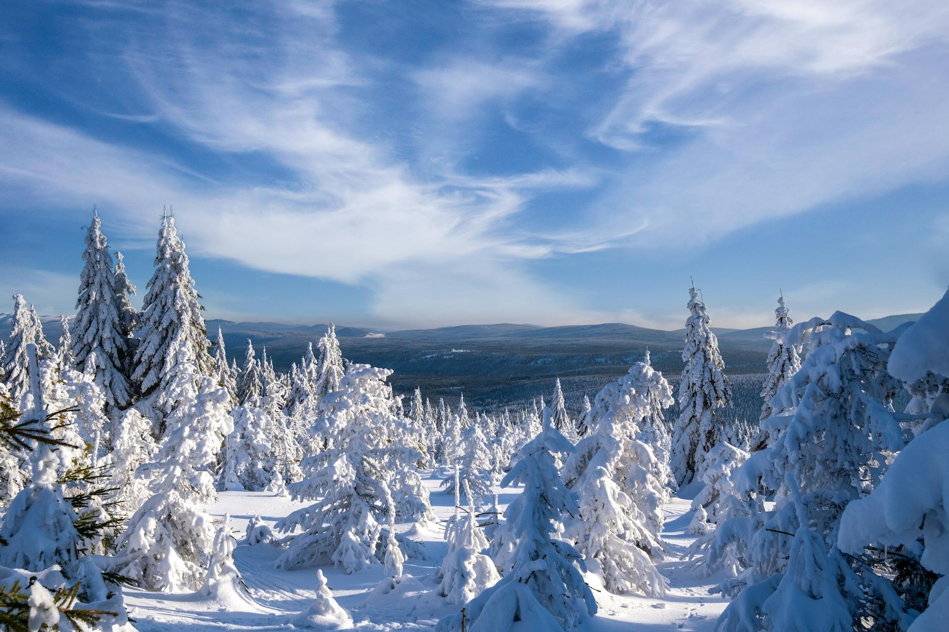 trees in winter