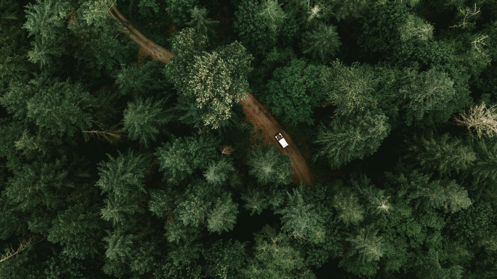 high angle view of green trees