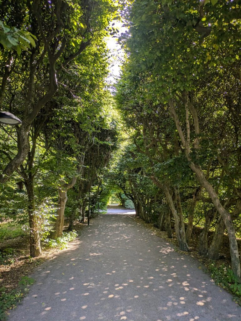 serene forest pathway in dappled sunlight